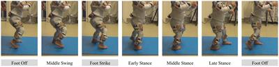 Optimization of modularity during development to simplify walking control across multiple steps